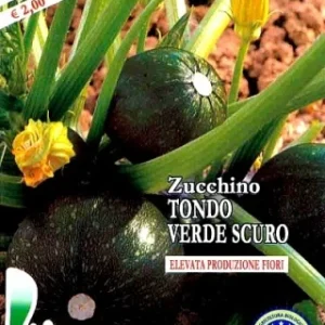 ZUCCHINO TONDO VERDE SCURO PIACENTINO - 4381