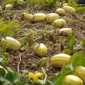 ZUCCA SPAGHETTI VEGETAL - ku55