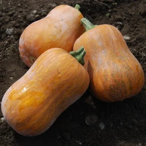 ZUCCHE C. MOSCHATA HONEYNUT- ku42